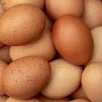 Eggs