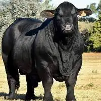 Livestock:Bulls, Calves