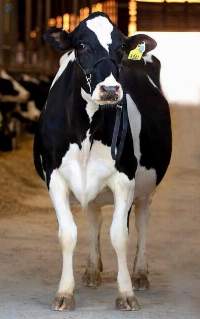 Livestock: Holstein und Simmental Heifers