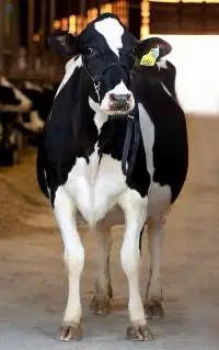 Livestock: Holstein und Simmental Heifers