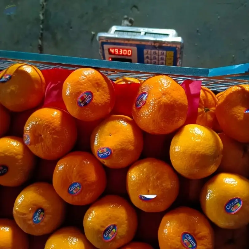 Mandarine Clmentine Muraccet