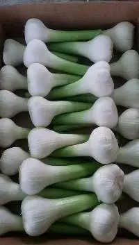 Garlic
