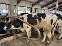 In-calf Holstein heifers