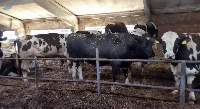 Slaughter Bulls
