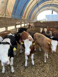 Fattening Bulls
