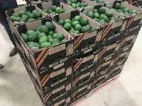 Fresh Avocado