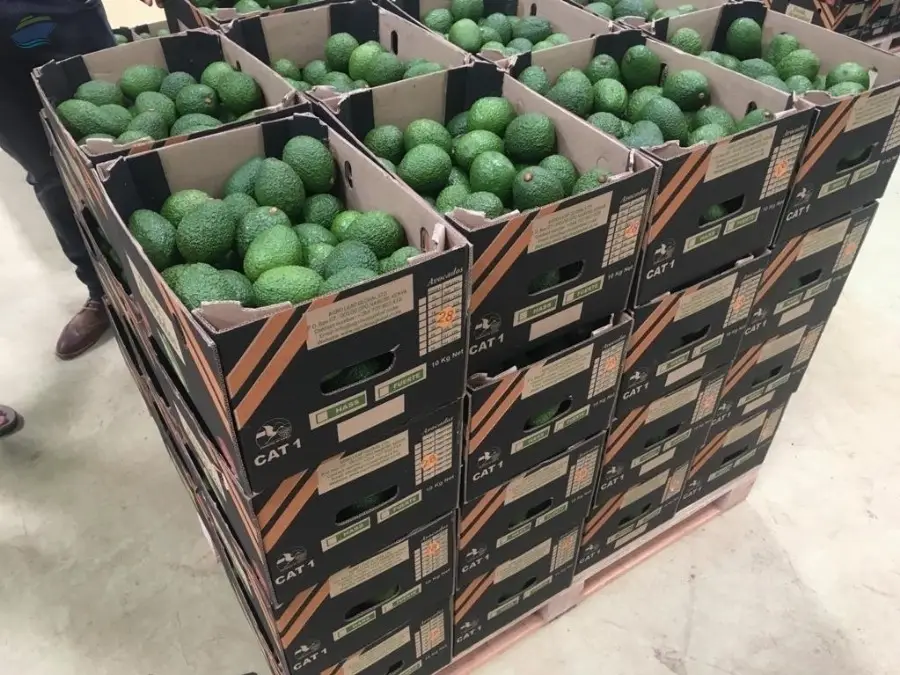 Fresh Avocado