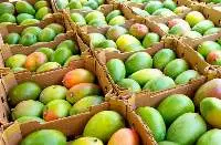 Mangoes