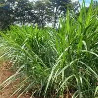 Napier Grass Fodder