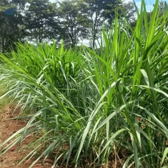 Napier Grass Fodder