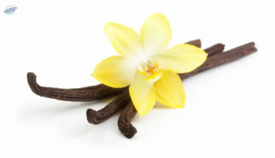 Vanilla