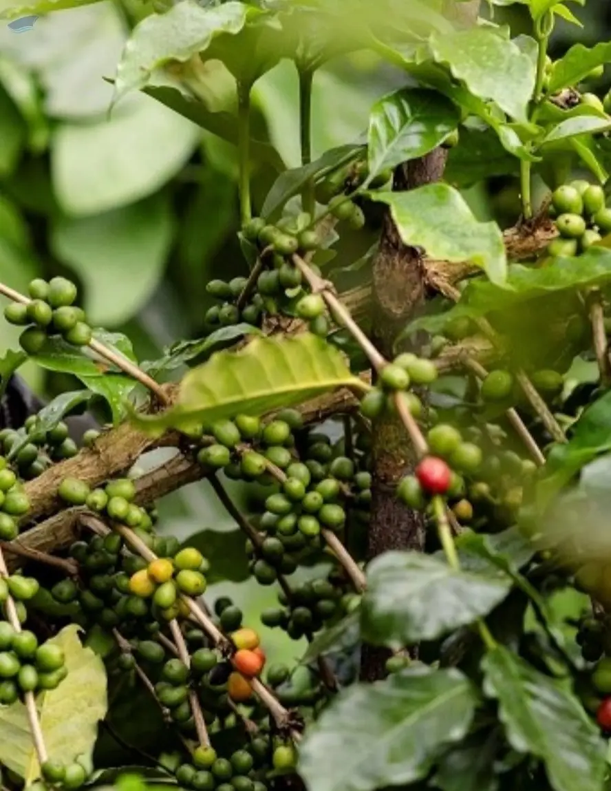 Coffees For Export