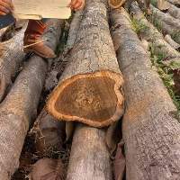 Teak Wood (Tecnona Grandis)