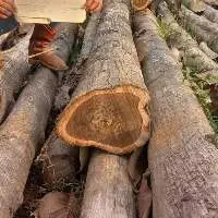 Teak Wood (Tecnona Grandis)
