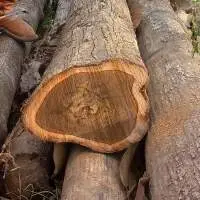 Teak,  Gmelina, Caribbean Pine, Apamate , Cedar