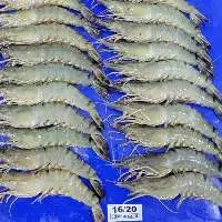 Black Tiger Shrimp