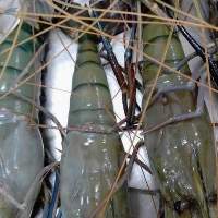 Frozen Black Tiger Shrimp 
