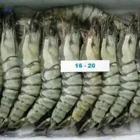Shrimp  Black Tiger