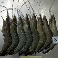 Shrimp  Black Tiger