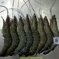 Shrimp  Black Tiger