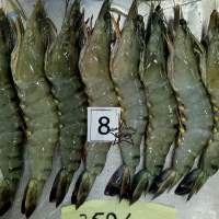 Black Tiger Shrimp 
