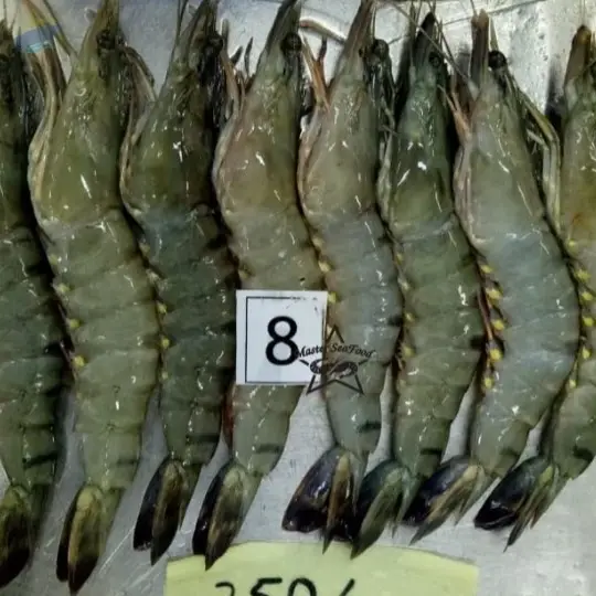 Black Tiger Shrimp 
