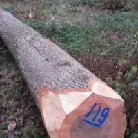 Ash Logs
