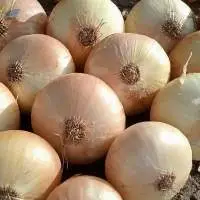 Golden Onion