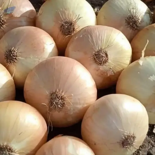 Golden Onion