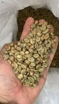 Arabica Coffee Beans