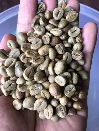 Robusta Coffee Beans