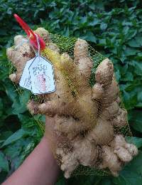 Fresh Ginger