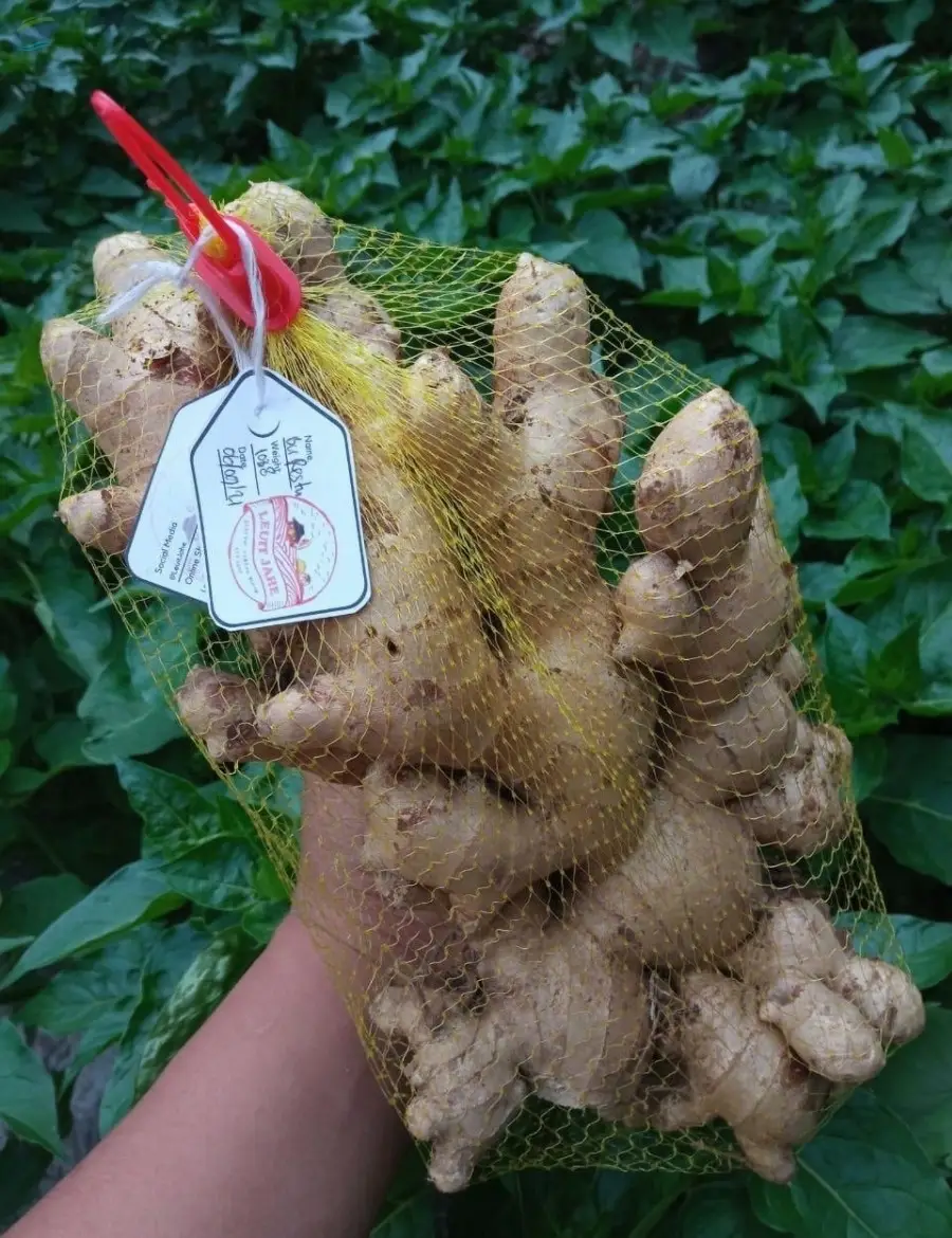 Fresh Ginger