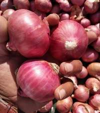 Indian Red Onion
