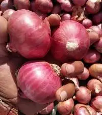 Indian Red Onion
