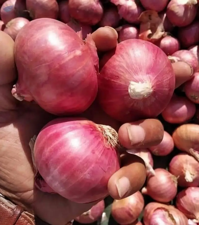 Indian Red Onion