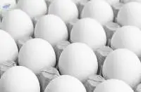 Chicken White Shell Eggs