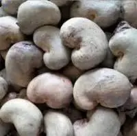 Raw Cashew Nuts
