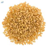Premium Wheat Grains for Bulk Export Supply