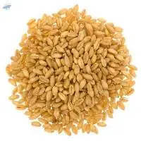 Premium Wheat Grains for Bulk Export Supply