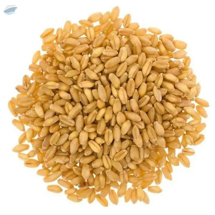 Premium Wheat Grains for Bulk Export Supply