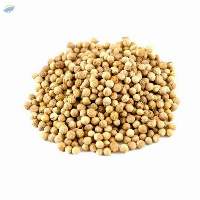 Premium Coriander Seeds for Bulk Export Supply