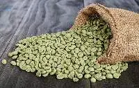 Premium Robusta Green Coffee Beans For Export