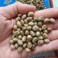 Premium Robusta PB Peaberry Coffee Beans