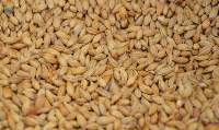 Wheat