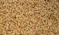 Wheat