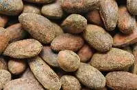 Cocoa Beans Sun-dried