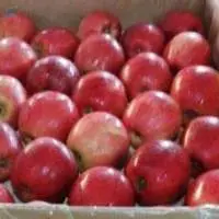 Fuji Apples