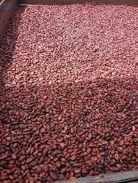 Cocoa Beans