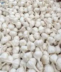 Garlic